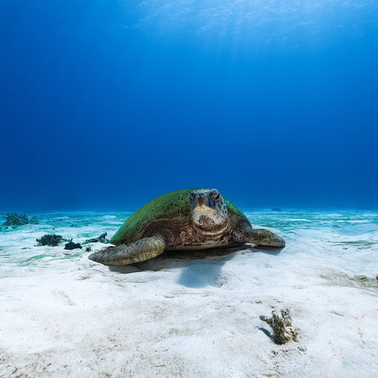 Green Shell