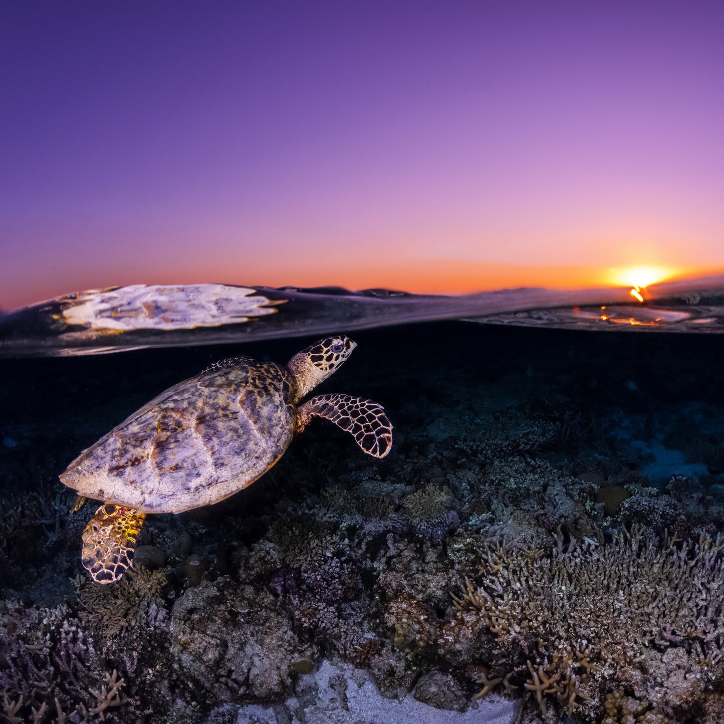 Hawksbill