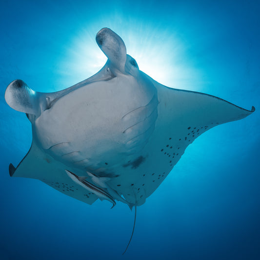 Manta Star