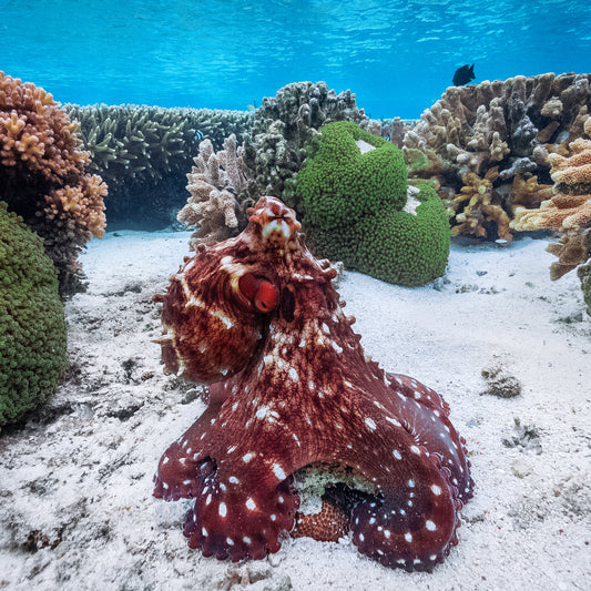 My Octopus Friend