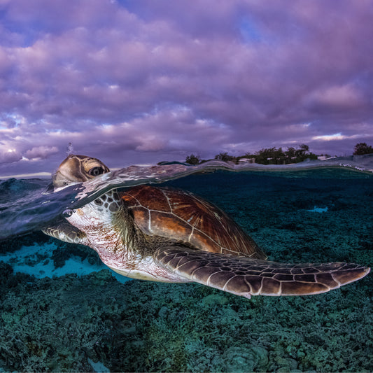 My Turtle Friend