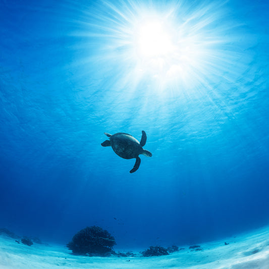 Ocean