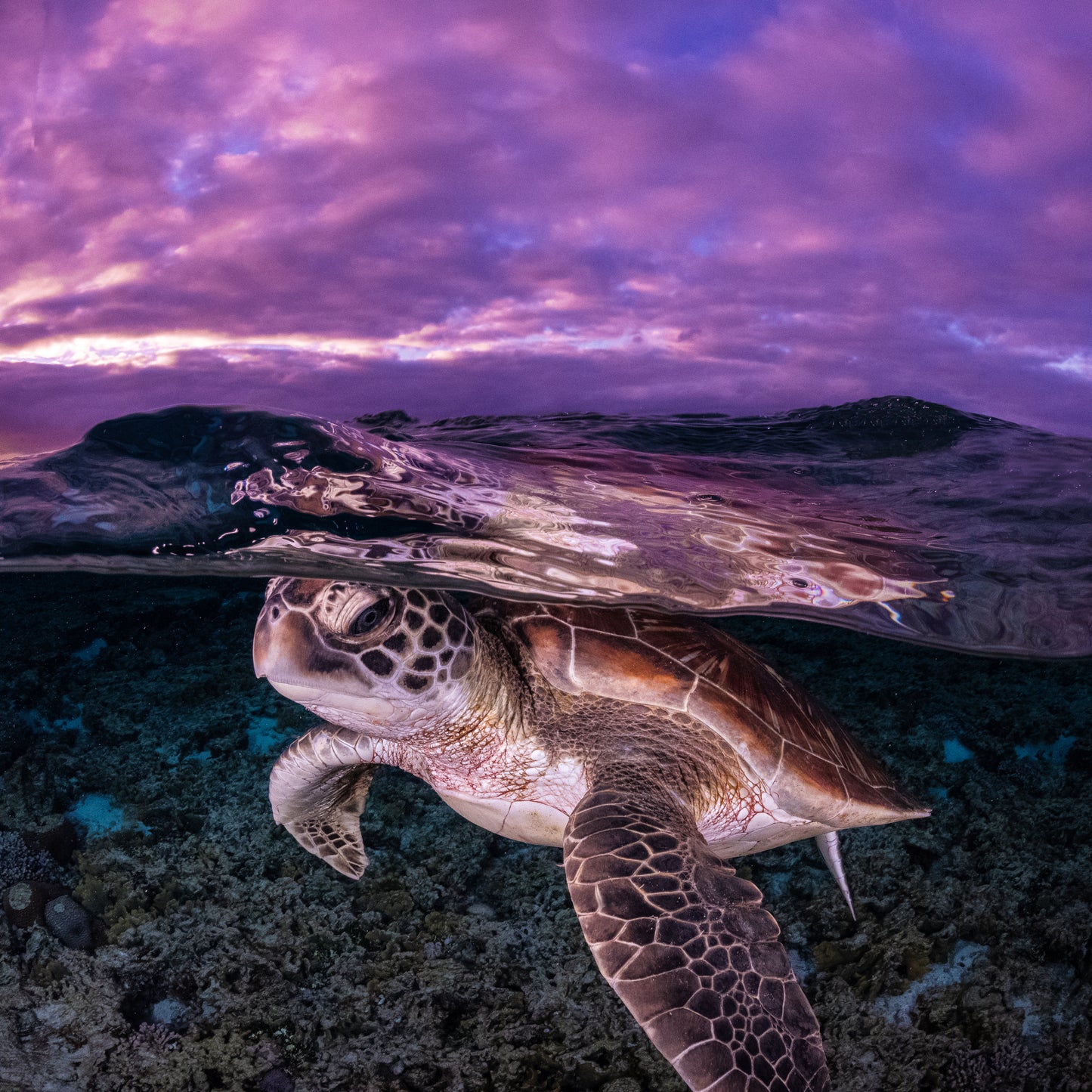 Pink Sunrise