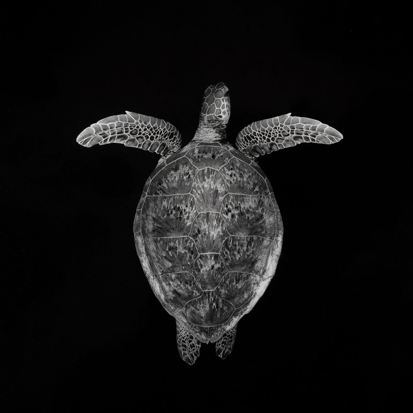 Portrait B&W