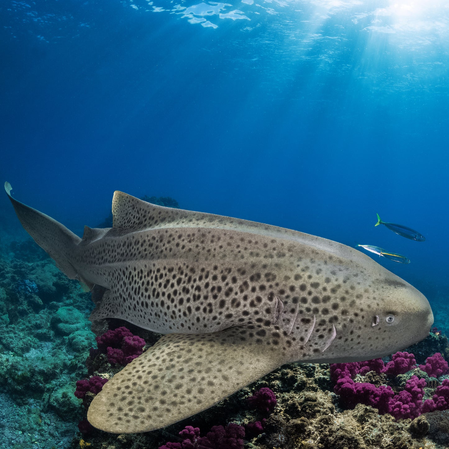 Shark Patrol
