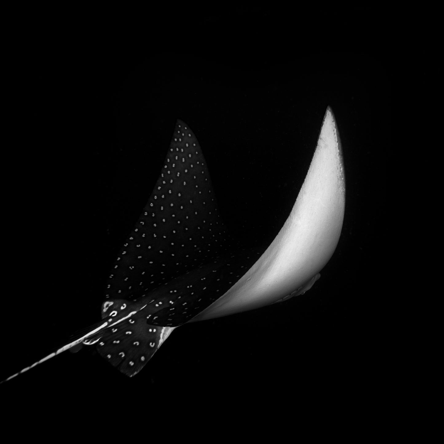 Silhouette