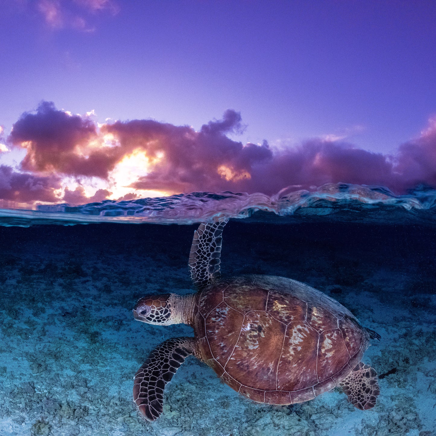 Sunrise Swim