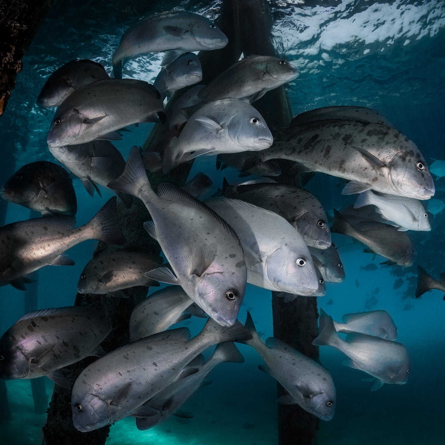 Under The Jetty