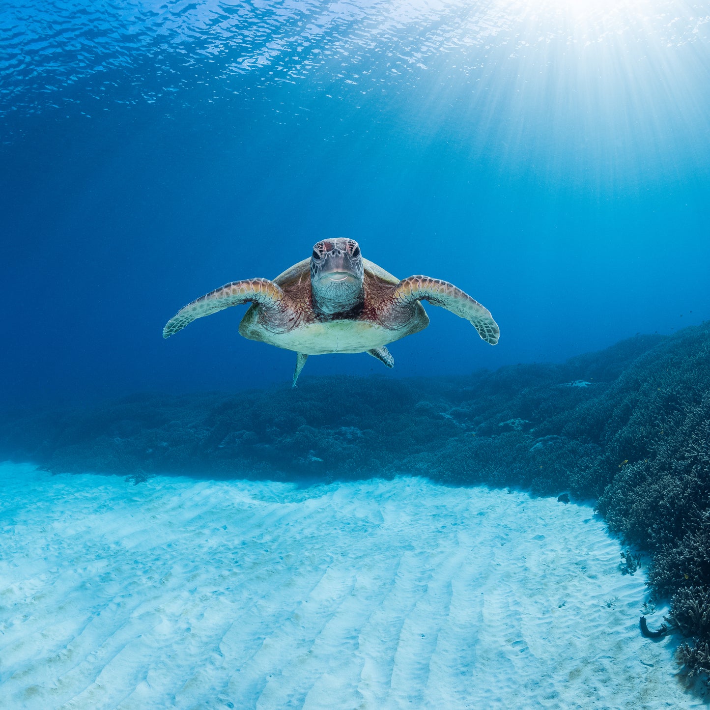 Underwater Flight